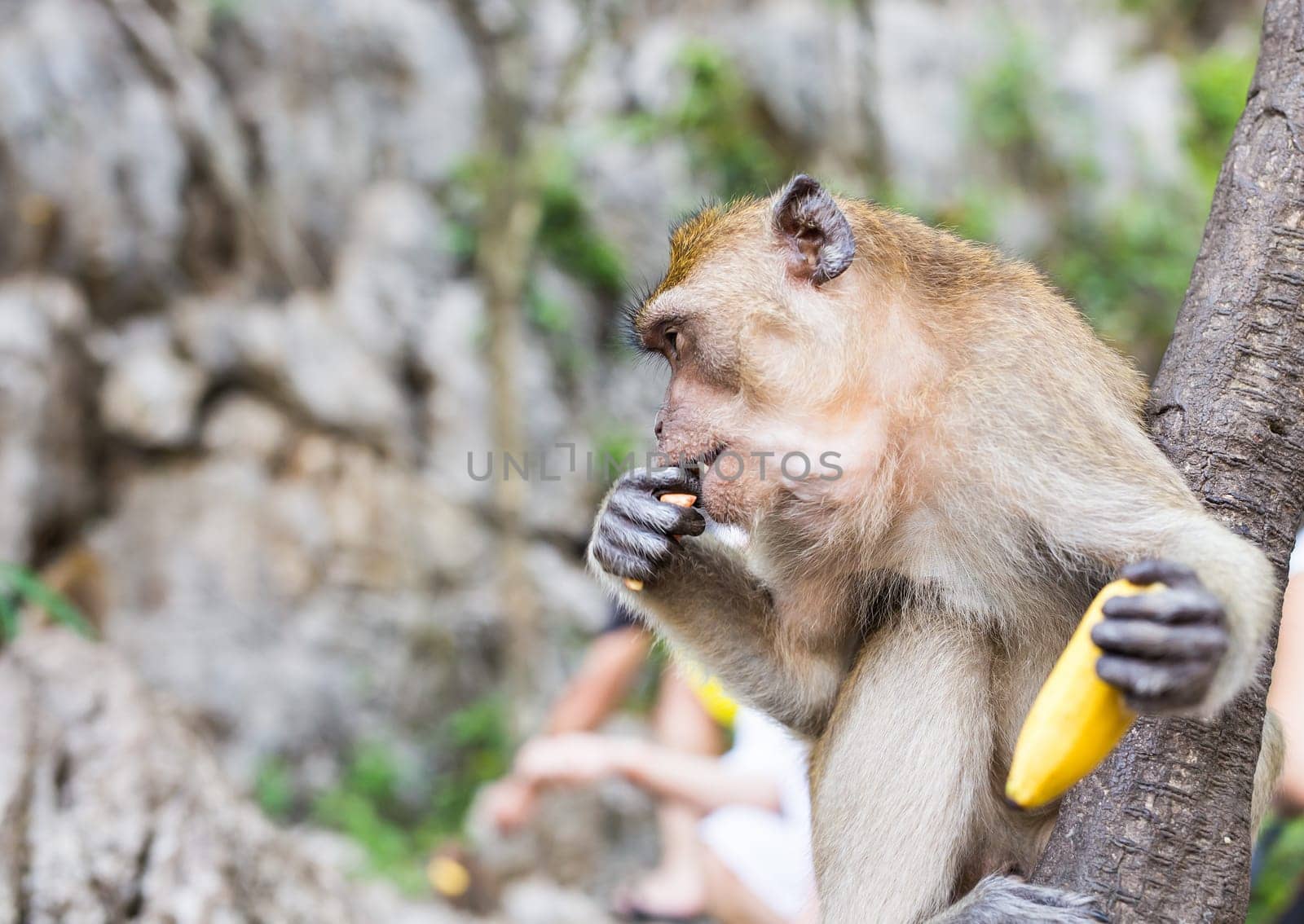One monkey sits on the stone and eats banana