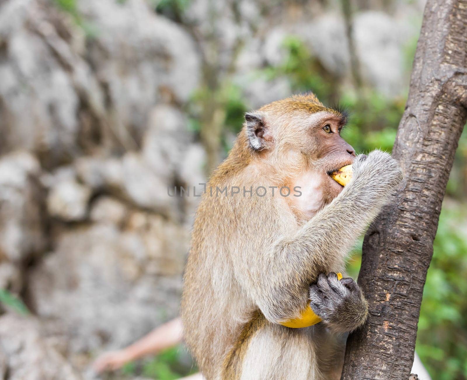 One monkey sits on the stone and eats banana