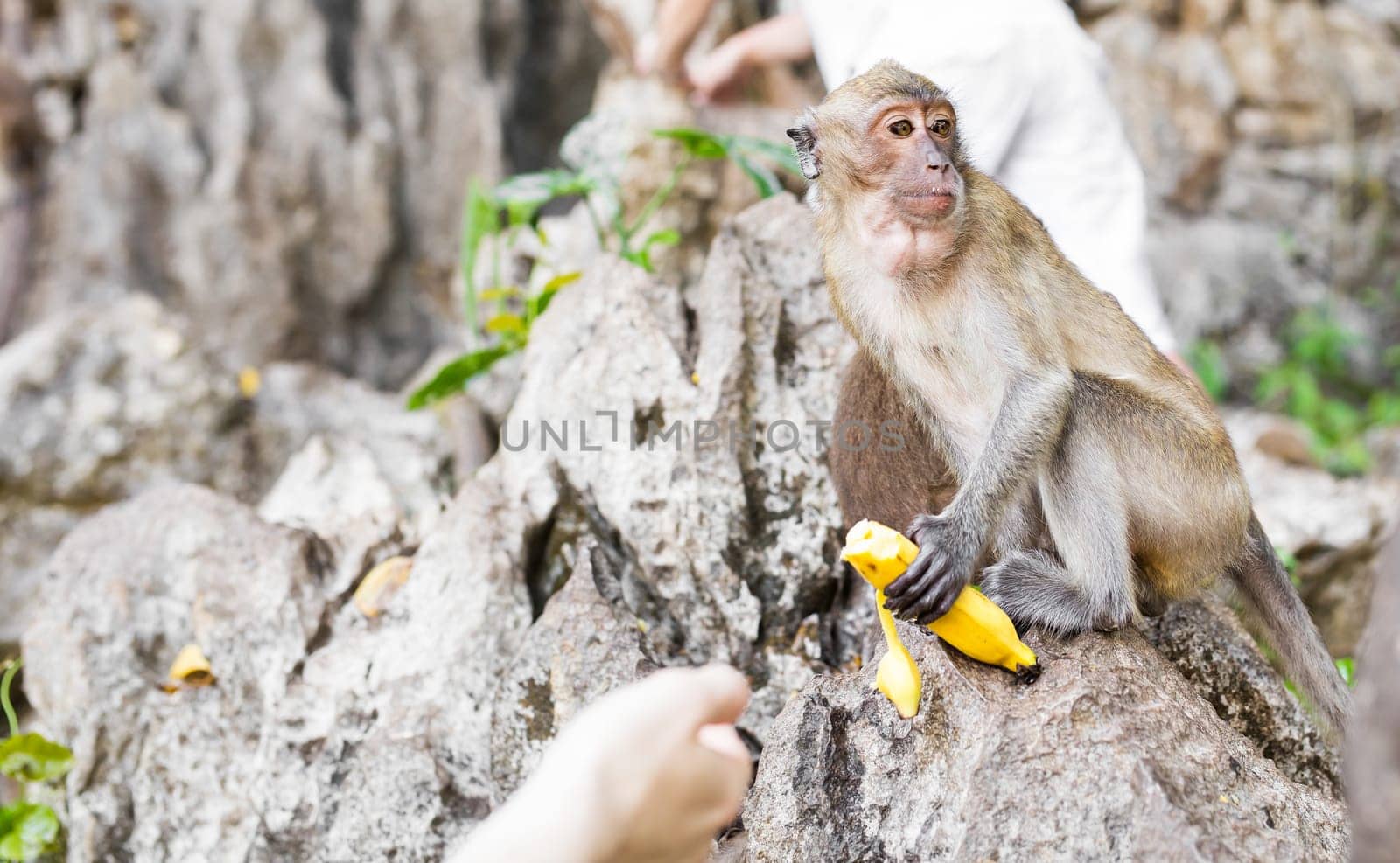 Wild monkey taking food from human's hand