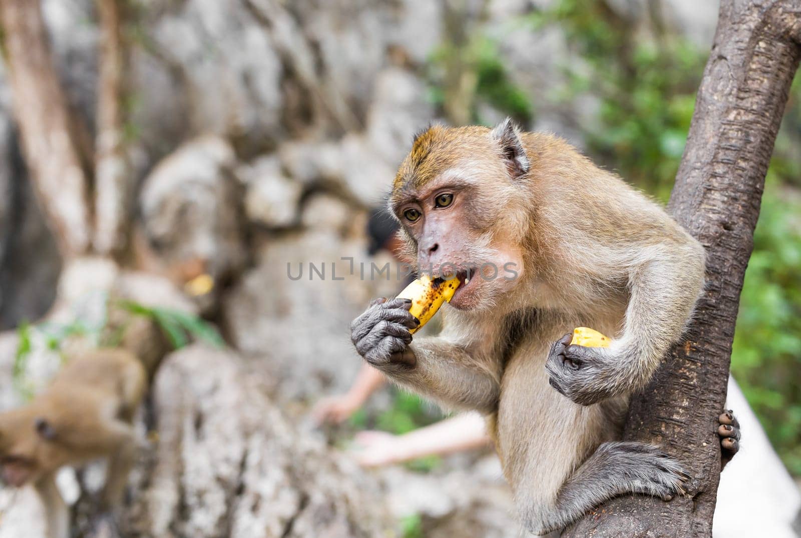 One monkey sits on the stone and eats banana