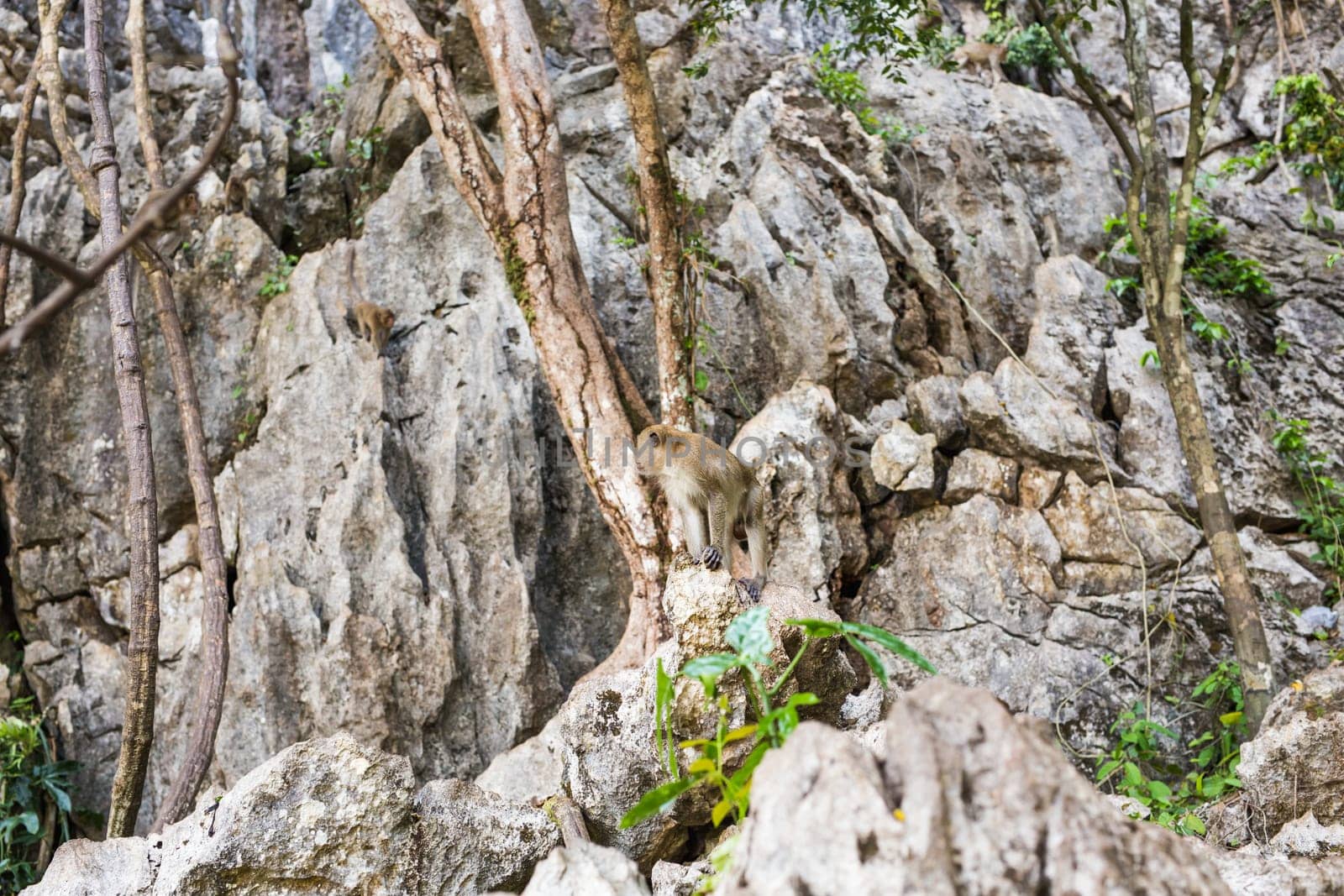 Funny monkeys A funny monkey lives in a natural forest of Thailand.