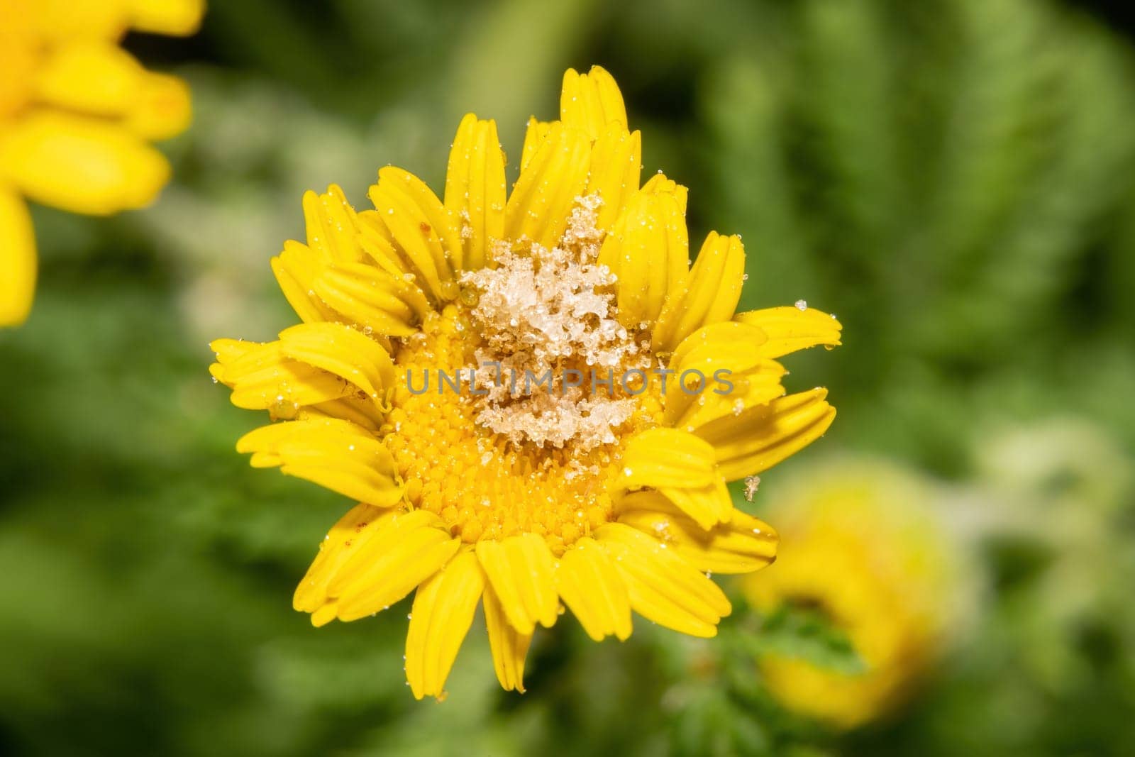 Macro of yellow chamomile flower in the garden.