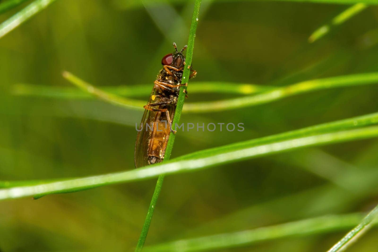 Dragonfly on the grass in the forest. Macro photo of insect