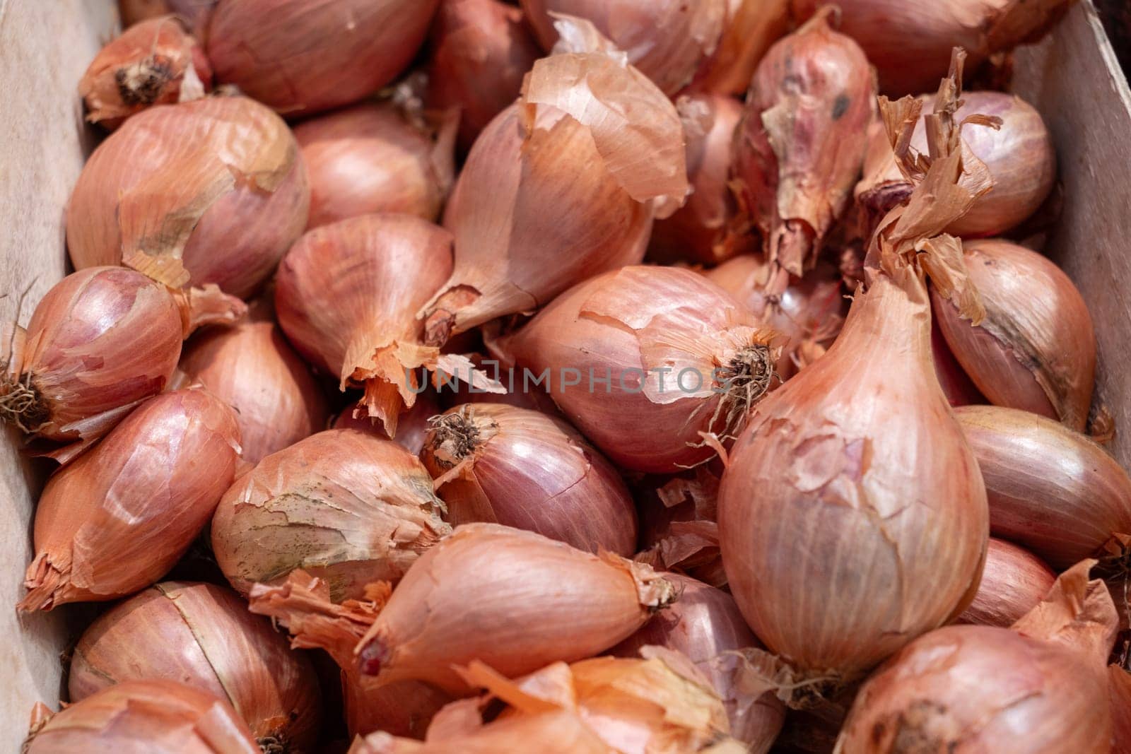 autumn harvest of the fresh golden onions