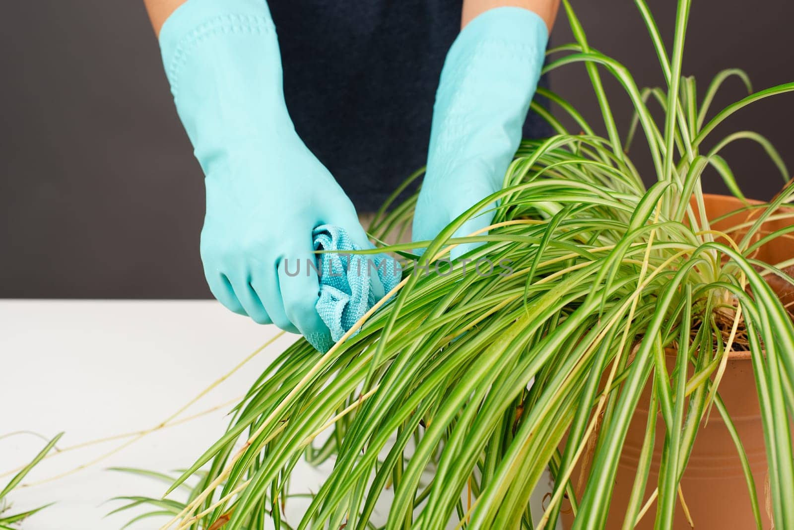 Cleaning the leaves of a spider plant with a rag, florist washing leaf of houseplant with water, gardening