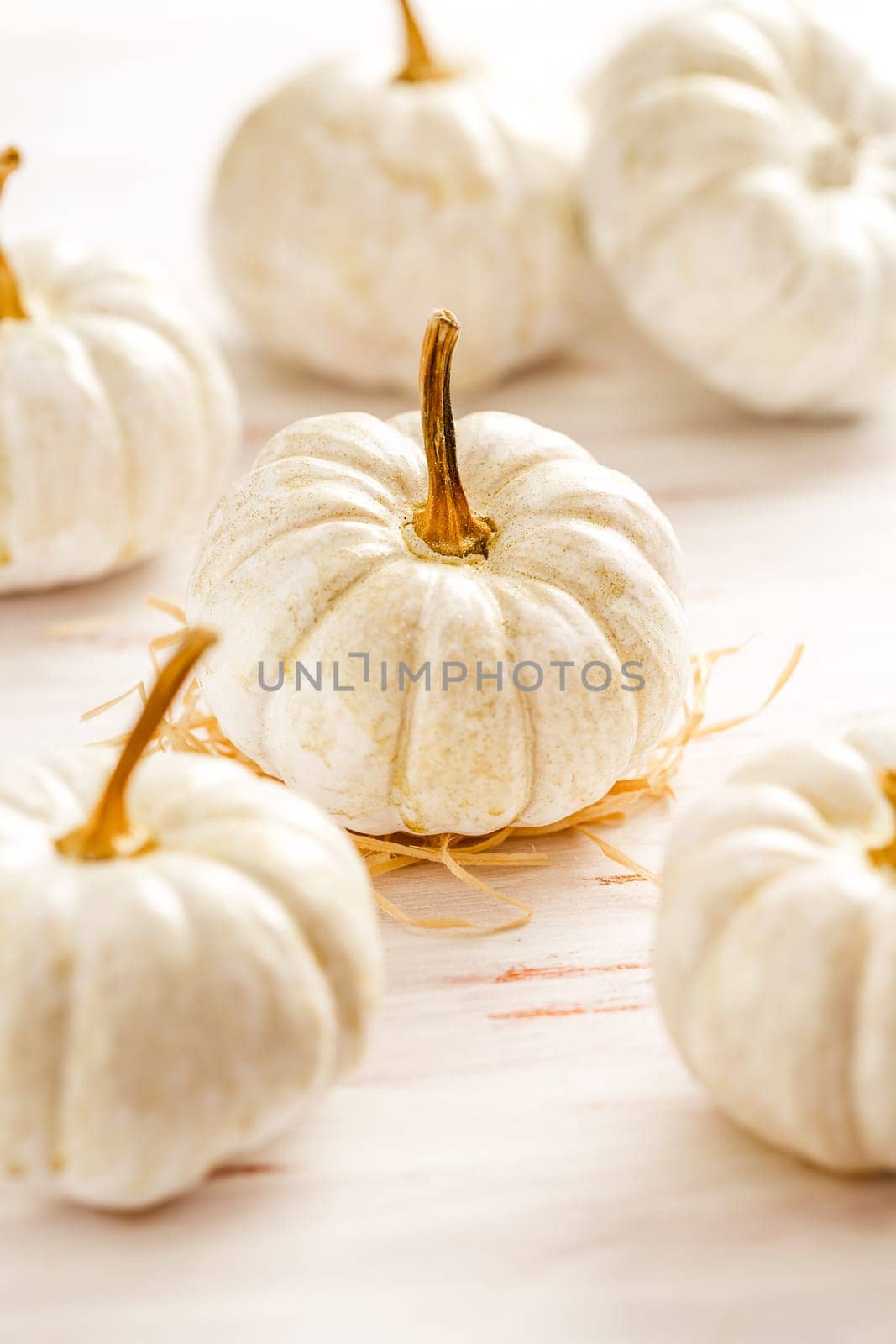 White pumpkins on wooden table, Thanksgiving and autumn decoration