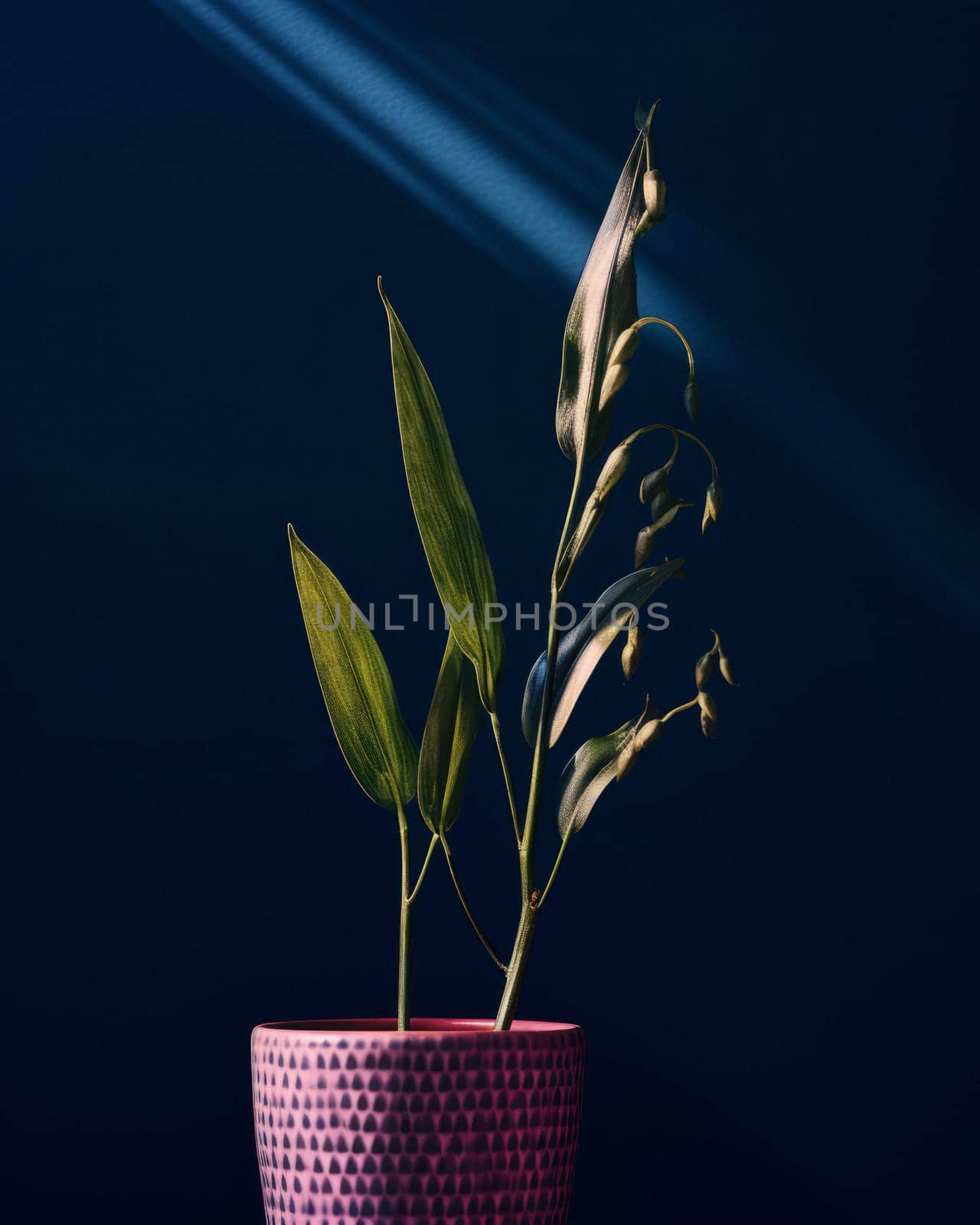 house plant in the sun