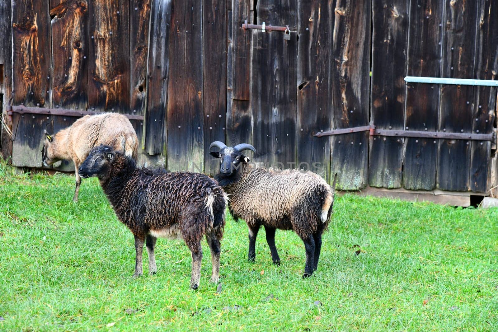 Sheep in front of a rustic barn door