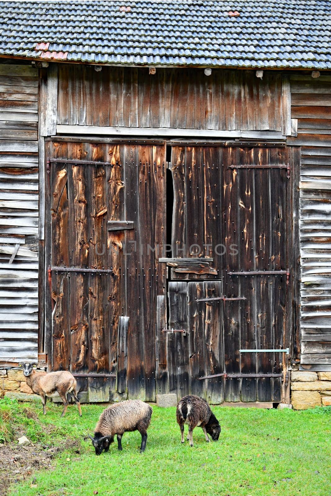 Sheep in front of a rustic barn door