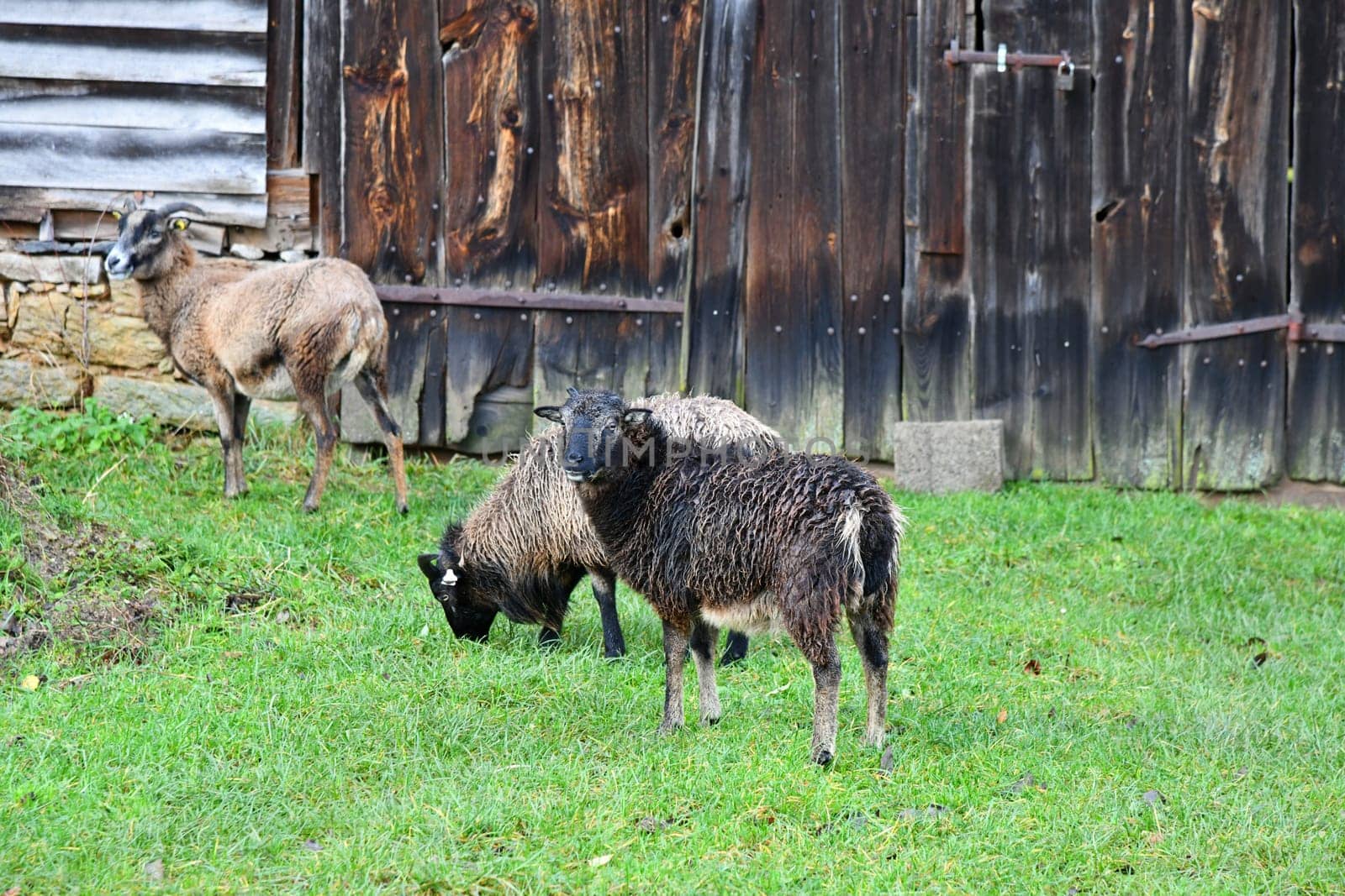 Sheep in front of a rustic barn door