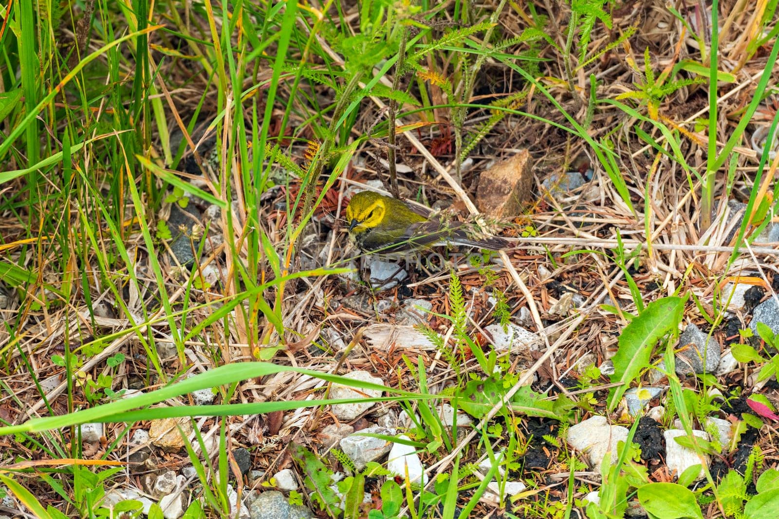 A Black Throated Green Warbler Gathering Nest Material on Mount Mitchell in North Carolina