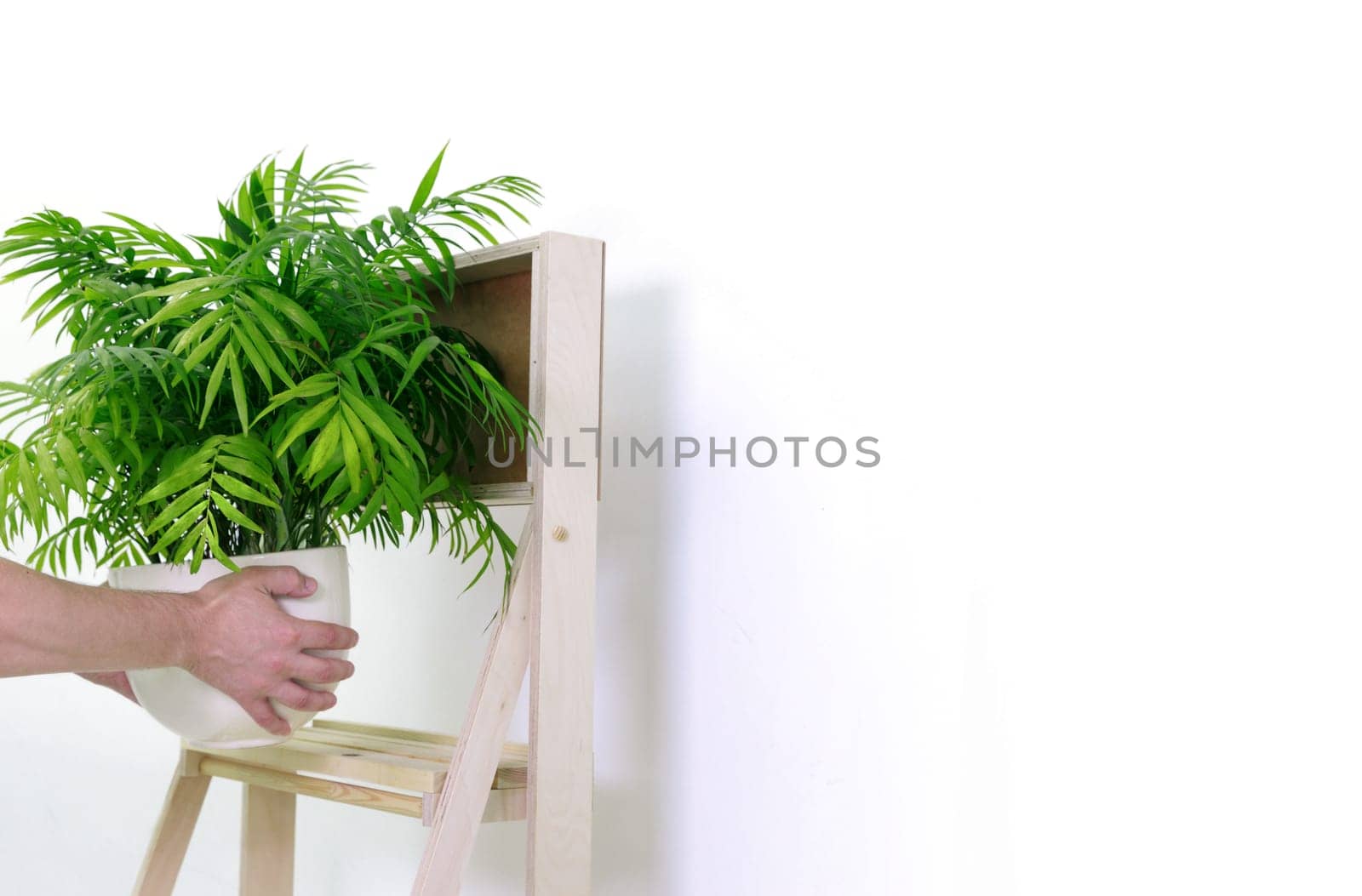 The hands of an invisible person put a fern flower in a pot on the shelf of the shelf. High quality photo