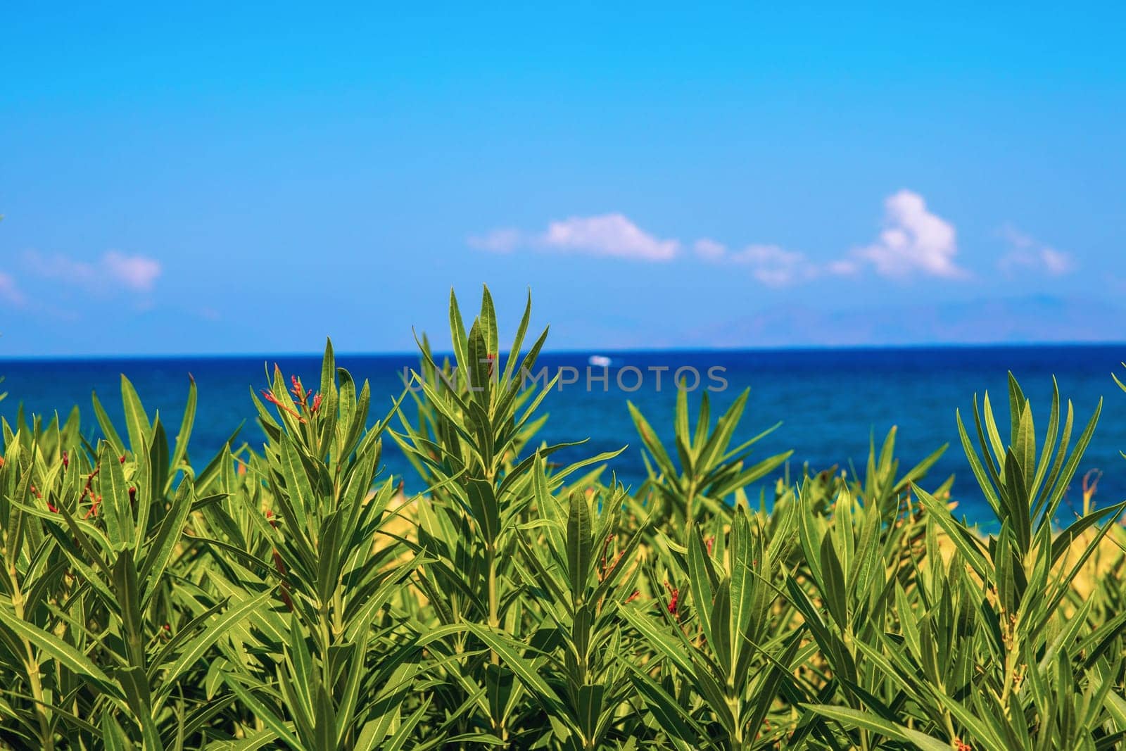 Milazzo, Messina, Sicily, Italy - 02 October 2023. Selective focus on flowers on the coast of Tyrrhenian Sea.