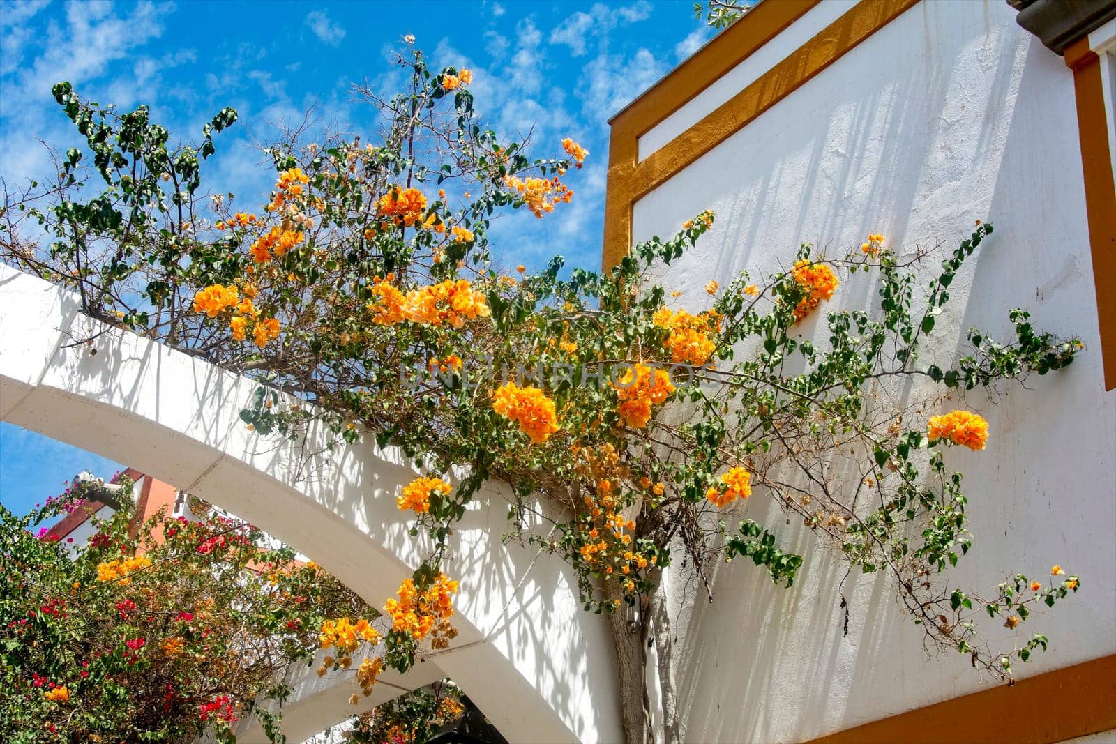 Flowers on the houses in the romantic fishing village of Puerto de Mogán on the Canary Island of Gran Canaria in Spain