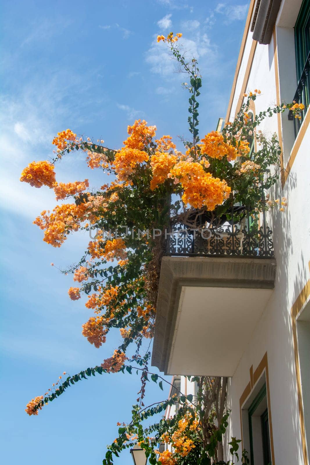 Flowers on the balcony in the romantic fishing village of Puerto de Mogán on the Canary Island of Gran Canaria in Spain