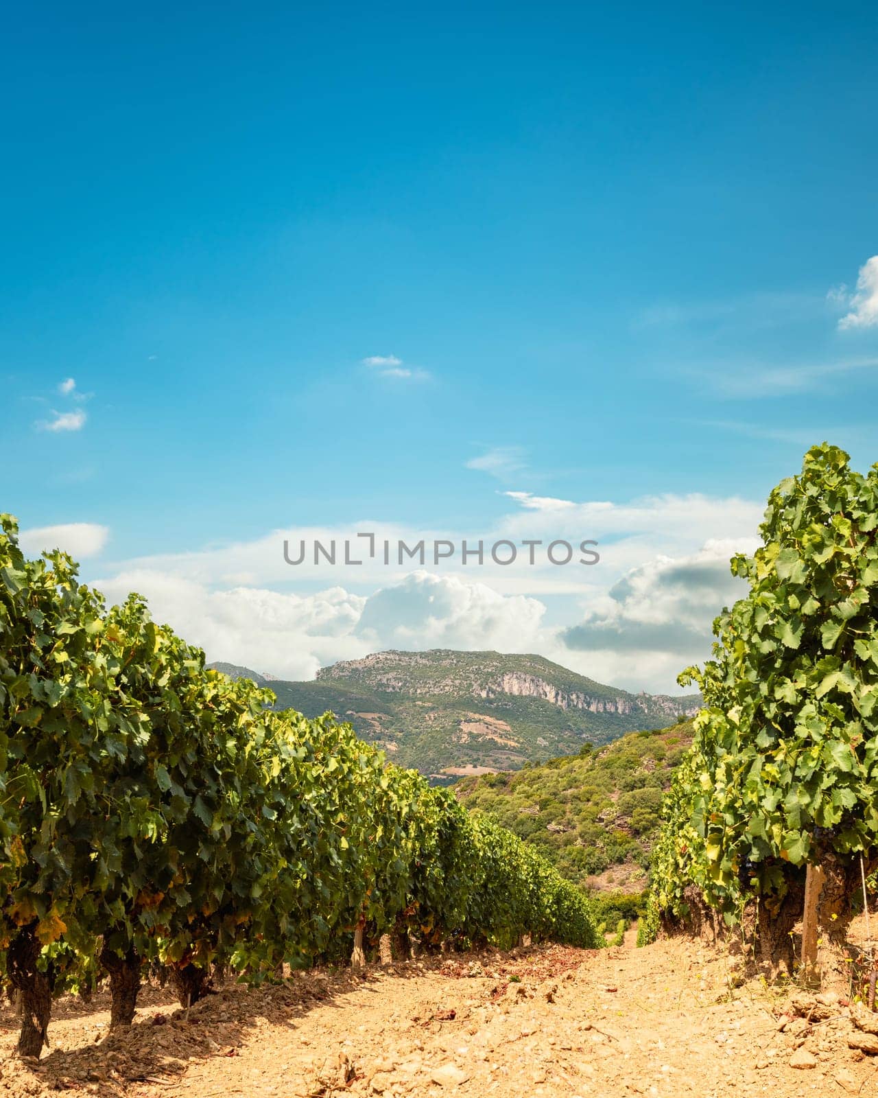 Rows of a vineyard for the production of wine grown in the mountains, Sardinia, Italy. Traditional agriculture.
