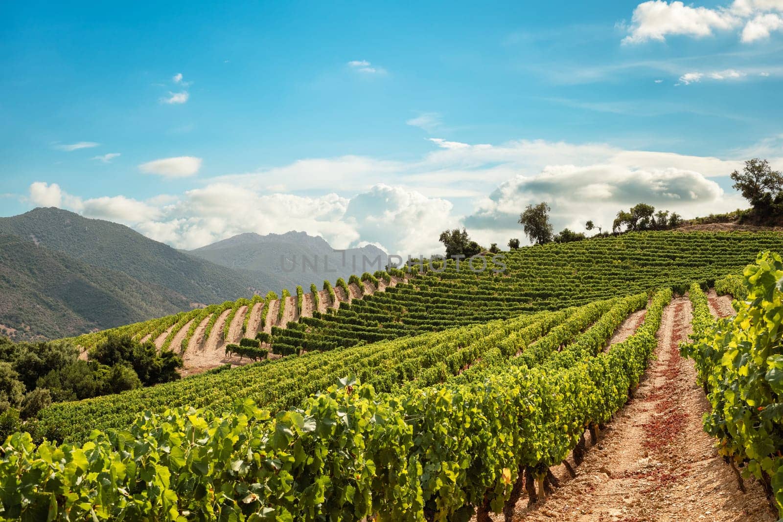 Mountain landscape with the cultivation of vineyards for the production of wine, Sardinia, Italy. Traditional agriculture.