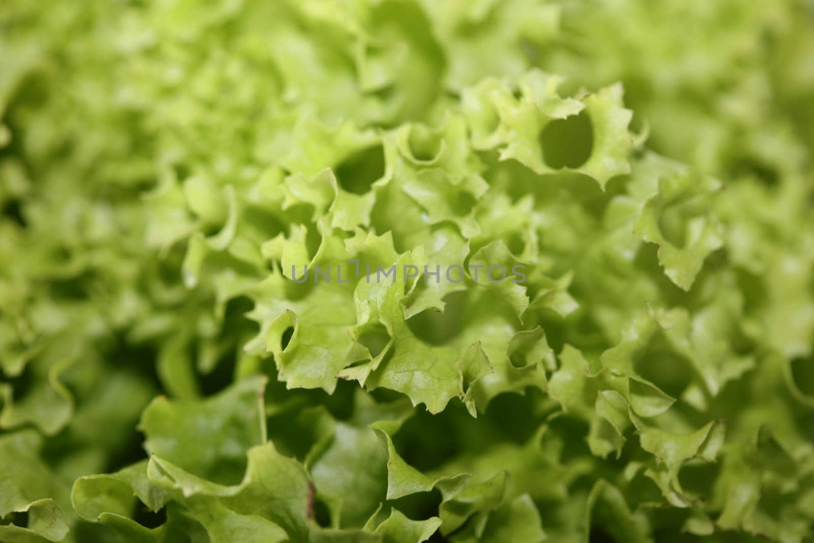 Green fresh cultivated lettuce salad leaves close up foliage texture bio nature wallpaper big size high quality instant stock photography prints