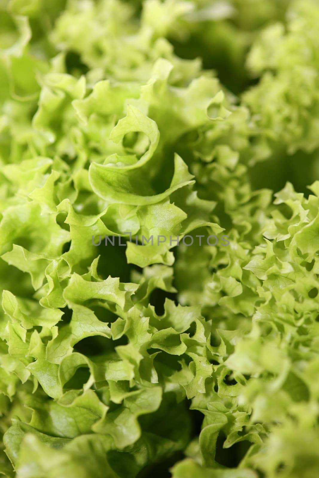 Green fresh cultivated lettuce salad leaves close up foliage texture bio nature wallpaper big size high quality instant stock photography prints