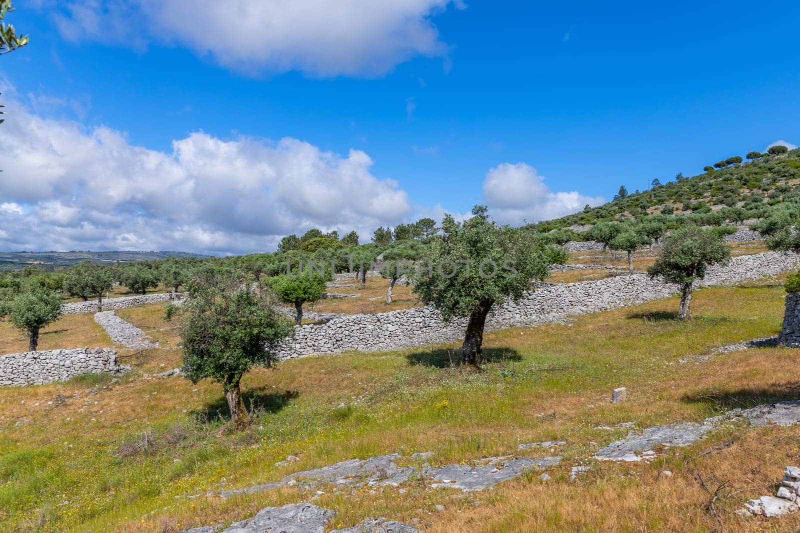 Olive trees among fields in the area of Fatima, Portugal