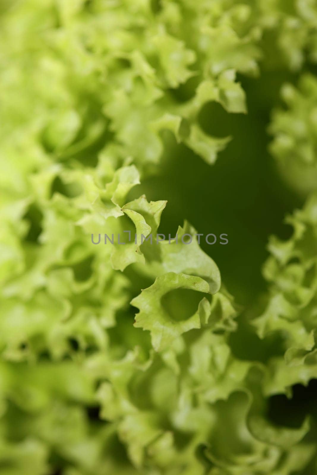 Green fresh cultivated lettuce salad leaves close up foliage texture bio nature wallpaper big size high quality instant stock photography prints