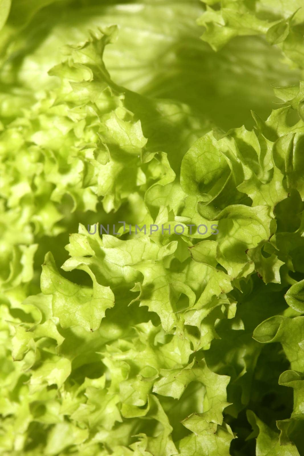 Green fresh cultivated lettuce salad leaves close up foliage texture bio nature wallpaper big size high quality instant stock photography prints