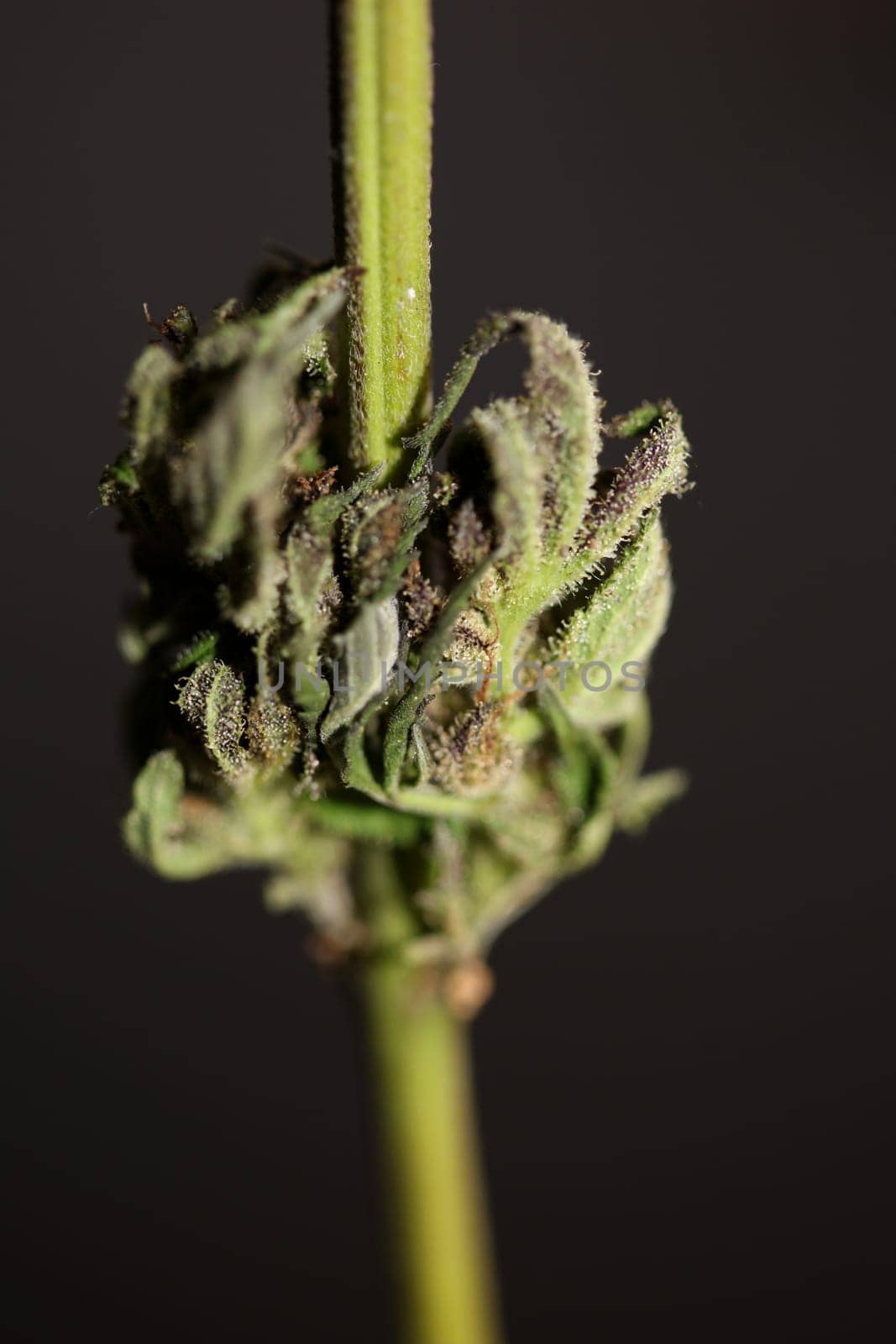 Fresh medical marijuana isolated close up background therapeutic cannabis bud purple haze botanical high quality big size instant prints stock photography