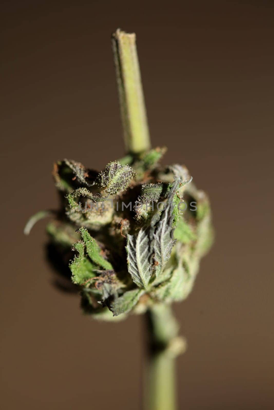 Fresh medical marijuana isolated close up background therapeutic cannabis bud purple haze botanical high quality big size instant prints stock photography