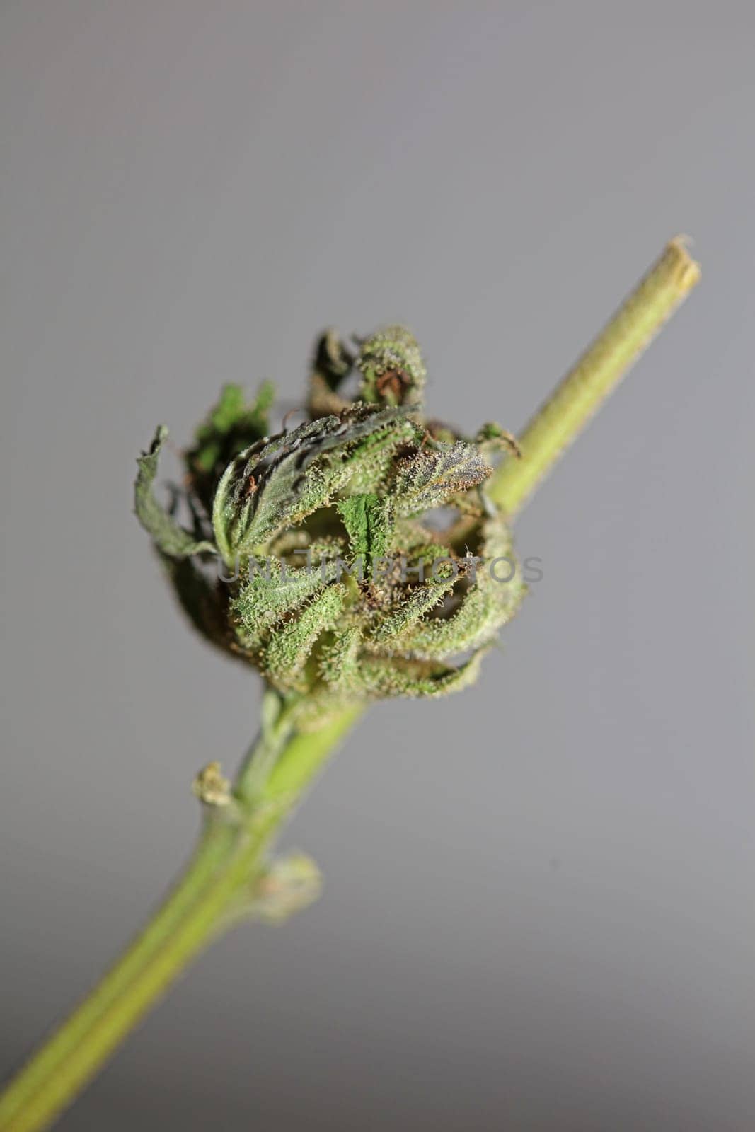 Fresh medical marijuana isolated close up background therapeutic cannabis bud purple haze botanical high quality big size instant prints stock photography