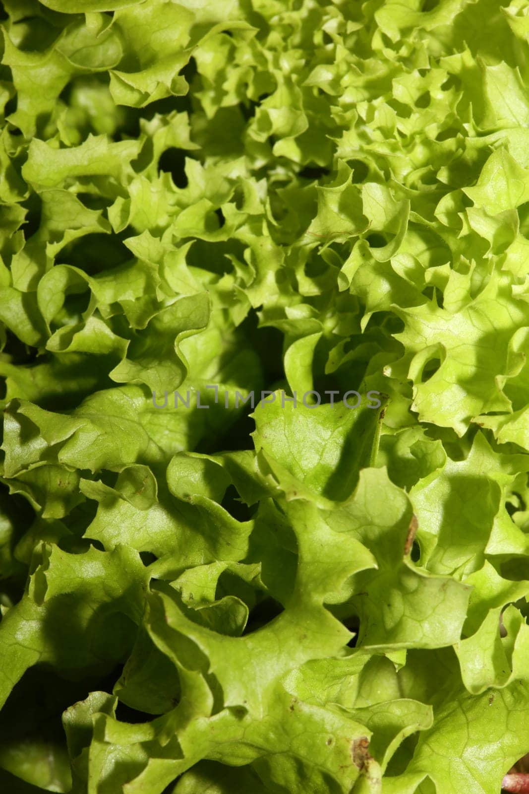 Green fresh cultivated lettuce salad leaves close up foliage texture bio nature wallpaper big size high quality instant stock photography prints