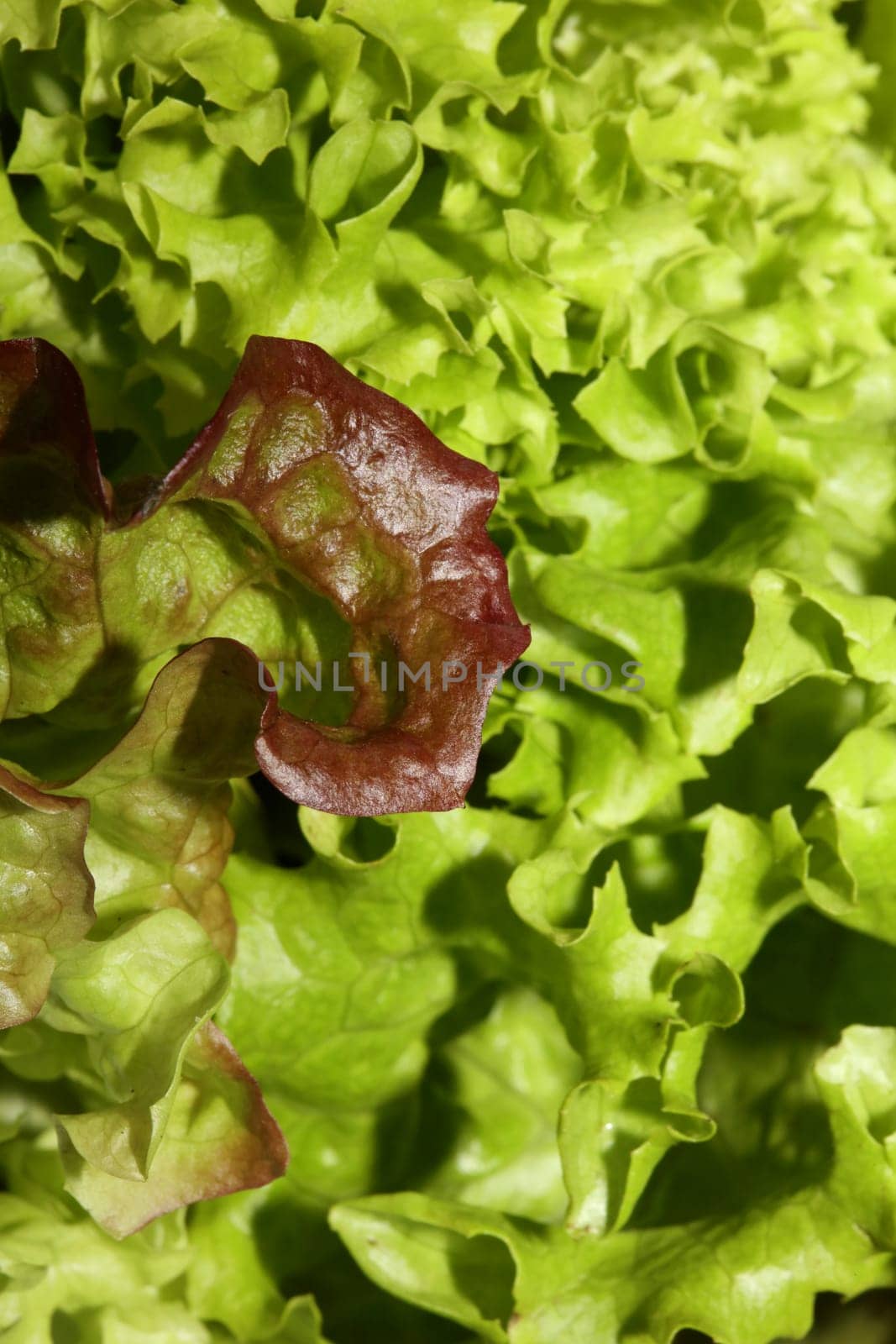 Green fresh cultivated lettuce salad leaves close up foliage texture bio nature wallpaper big size high quality instant stock photography prints