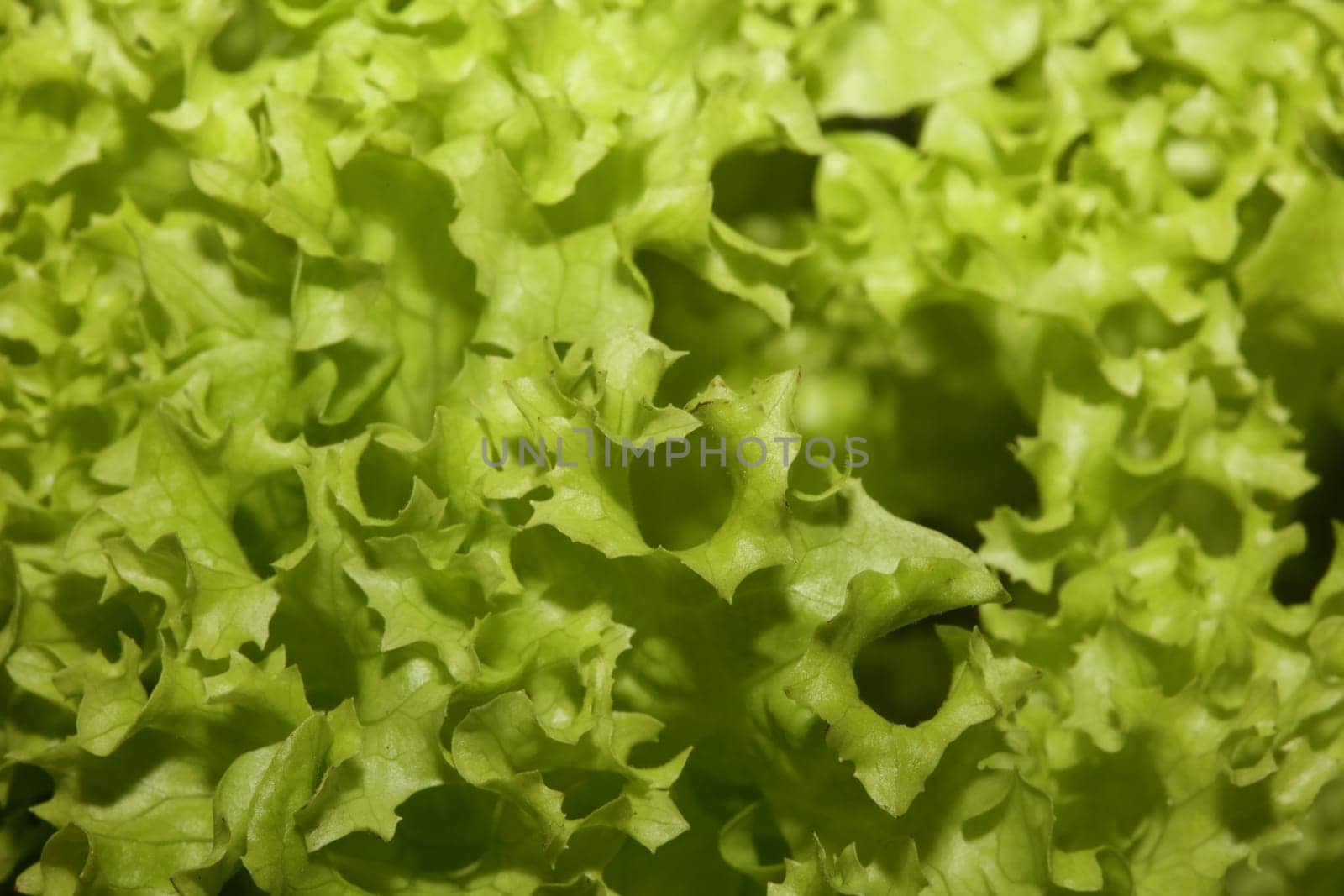Green fresh cultivated lettuce salad leaves close up foliage texture bio nature wallpaper big size high quality instant stock photography prints