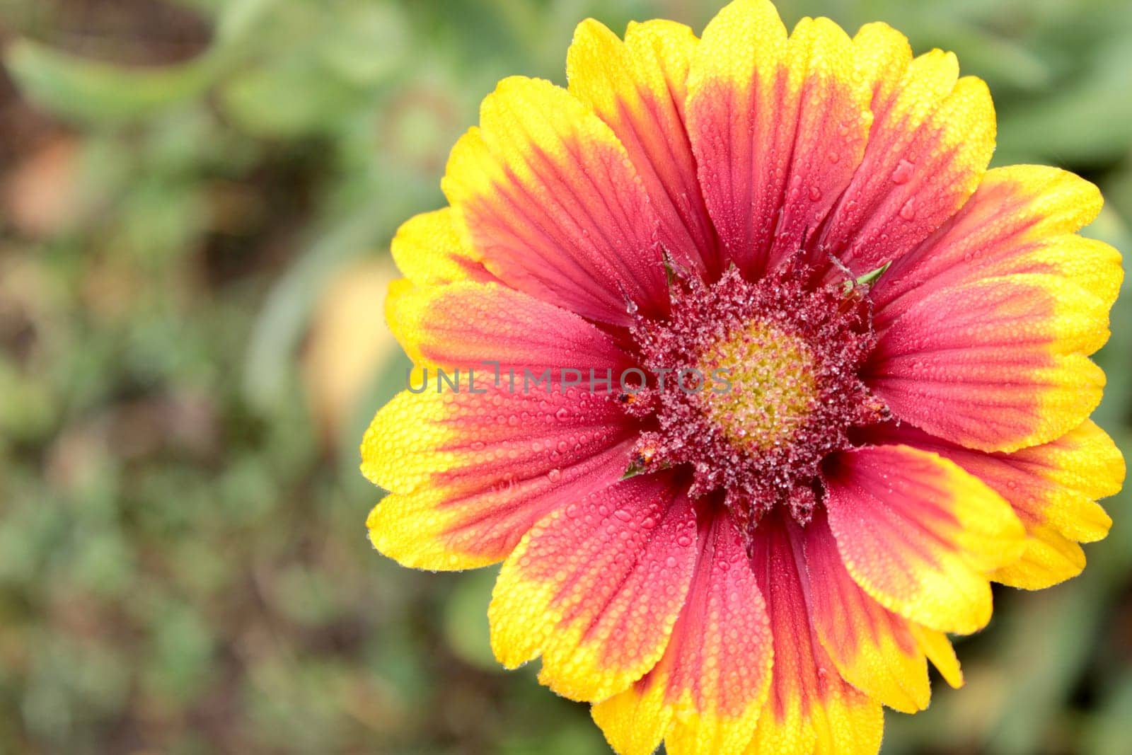 The bright yellow flower of Hailardia in the early dew is the decoration of the flower garden.
