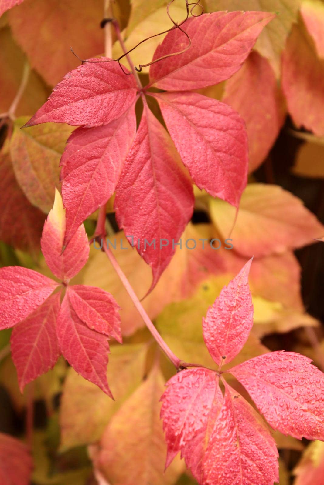 Background of rich autumn colors of yellow-crimson leaves of wild grapes.