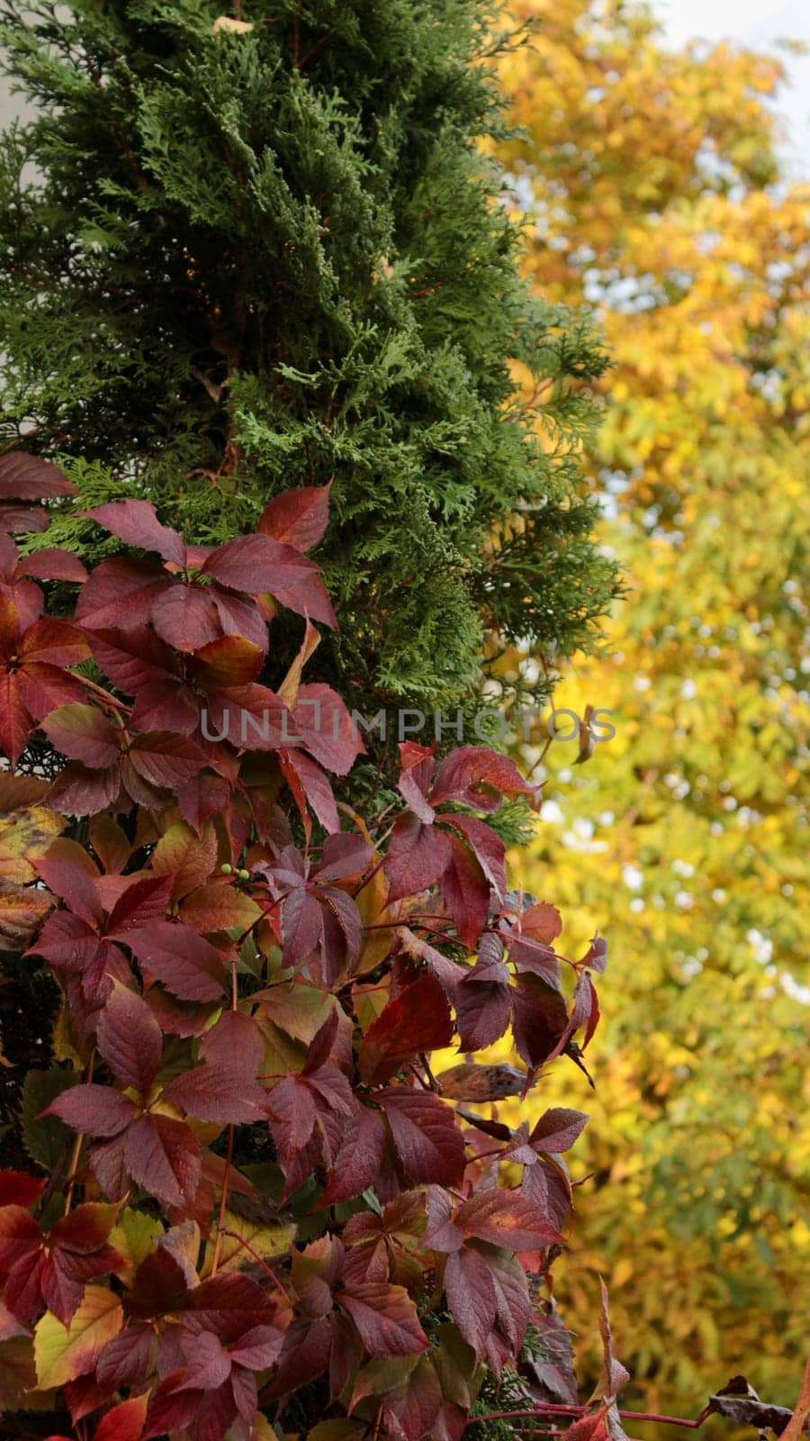 Three colors of trees in autumn with yellow, green and crimson leaves