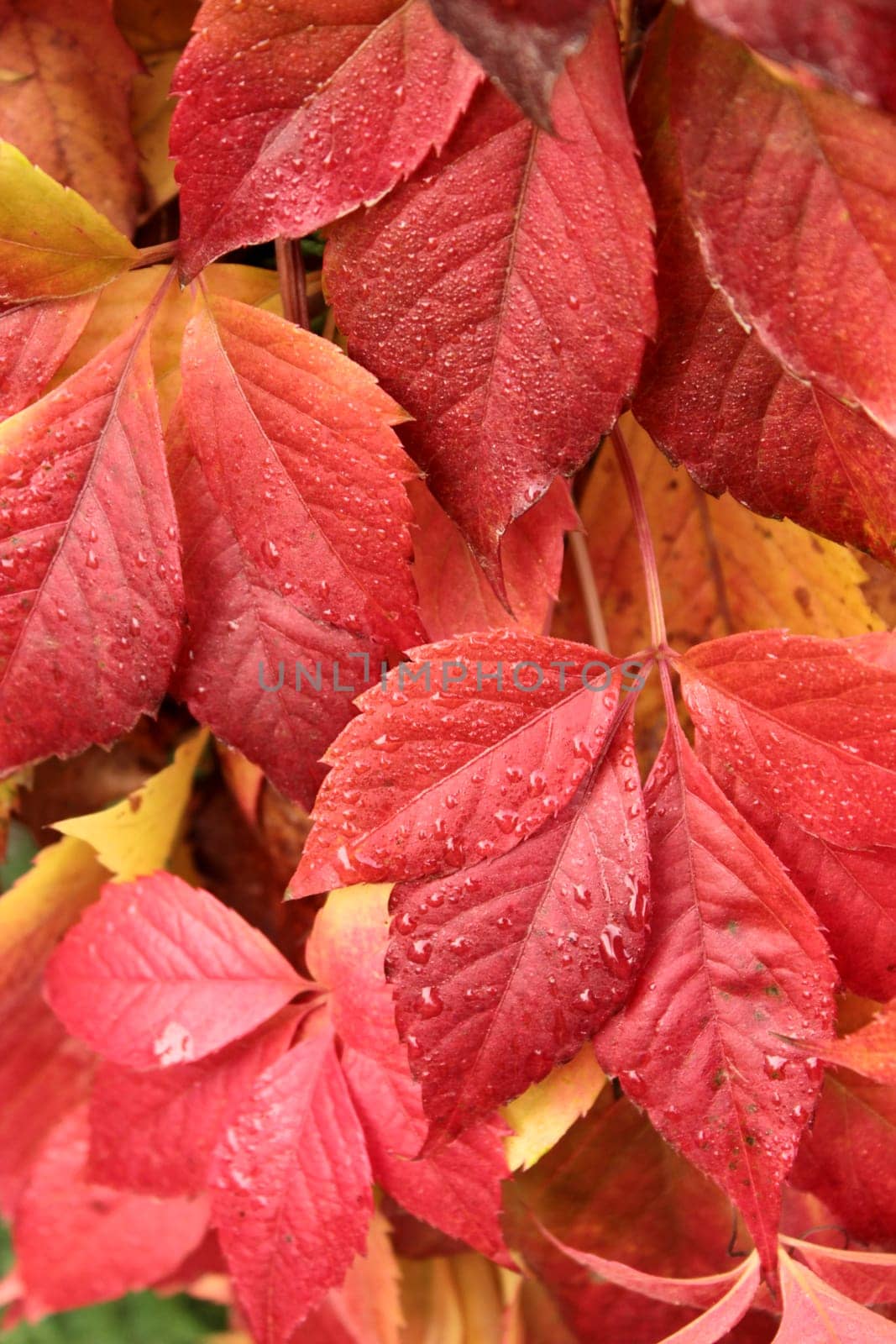 Background of rich autumn colors of yellow-crimson leaves of wild grapes.
