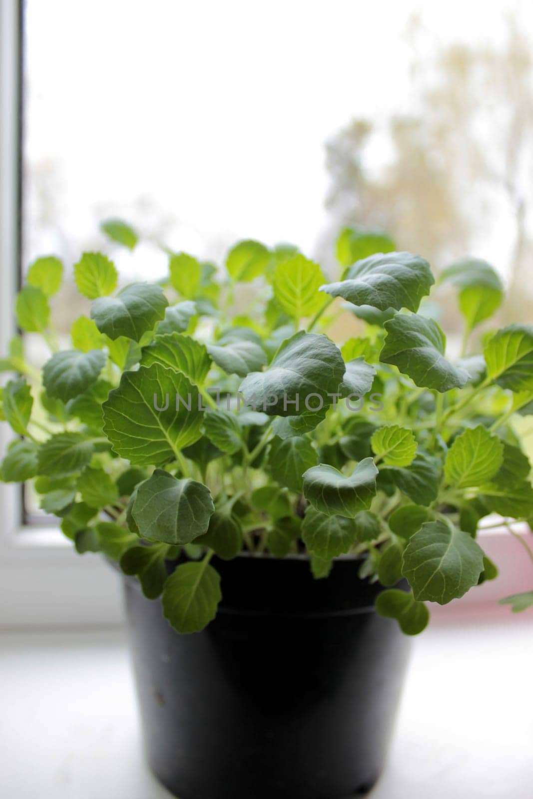 Sown seedlings in a pot that sprouted on the windowsill in early spring