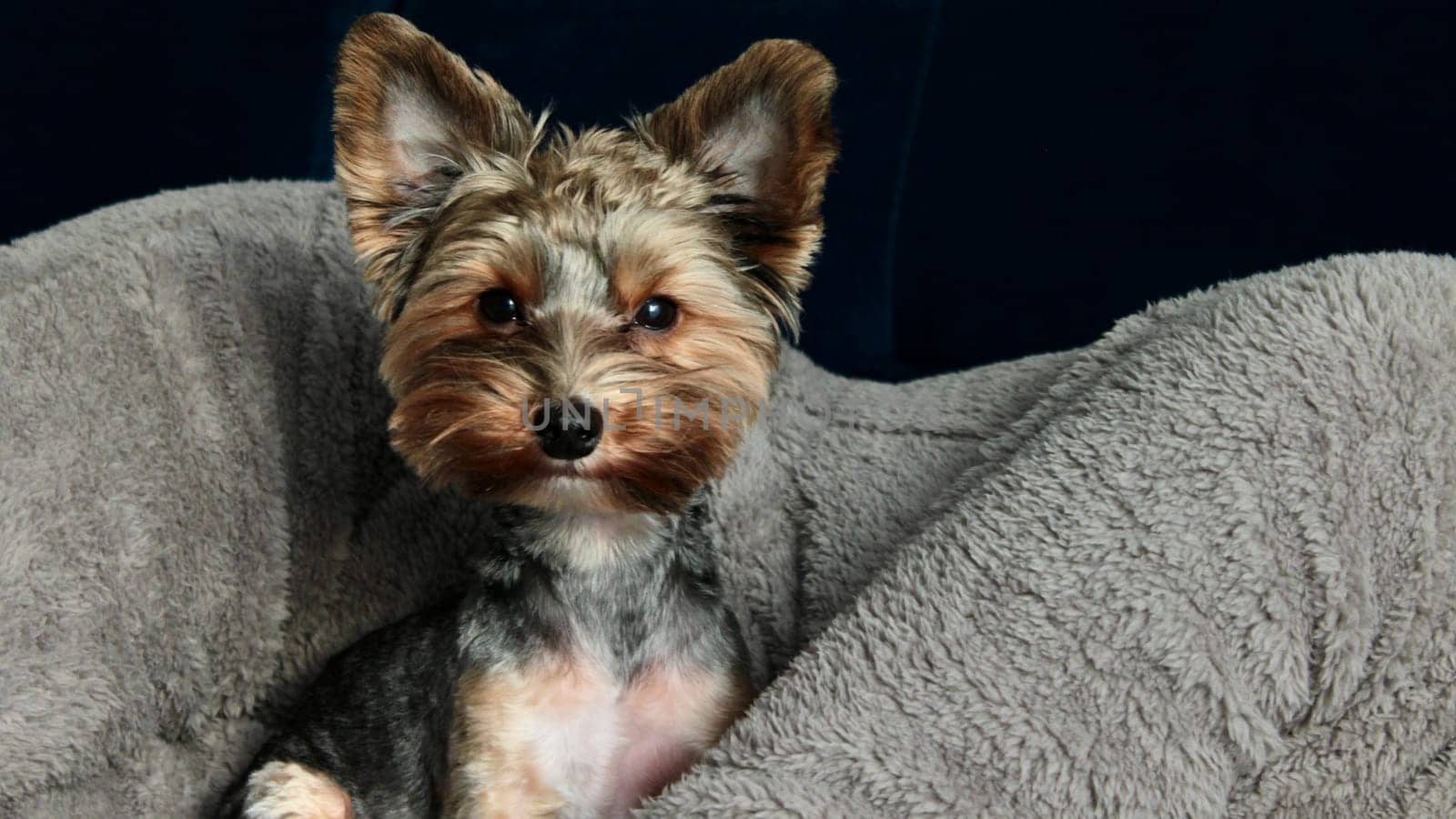portrait of a cute little domestic dog Yorkie sitting indoors