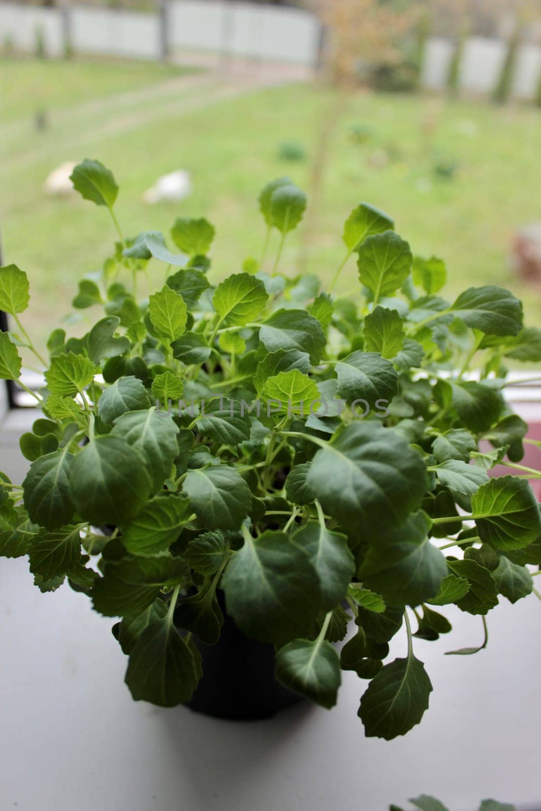 Sown seedlings in a pot that sprouted on the windowsill in early spring