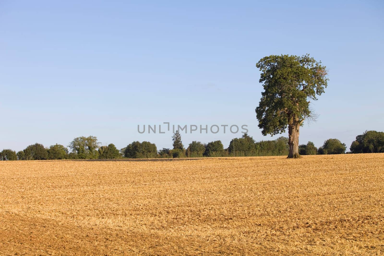 A lonely tree on top of a hill after a long period of drought near Caceres, Extremadura, Spain.