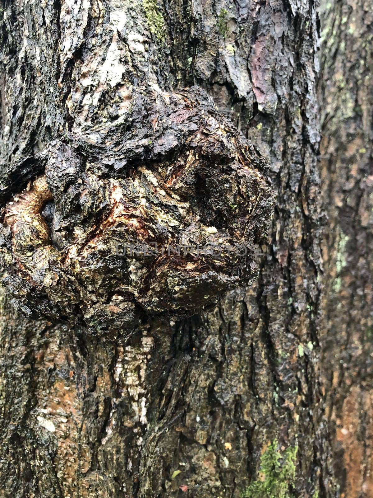 burl growth on a tree trunk with, rough texture, abstract background