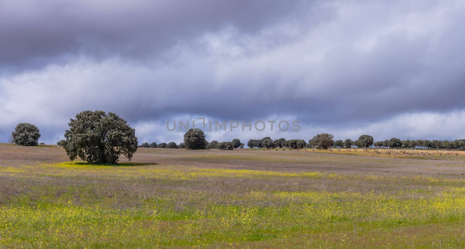 Agricultural field with Cork oak trees (Quercus suber), Extremadura, Spain, Europe