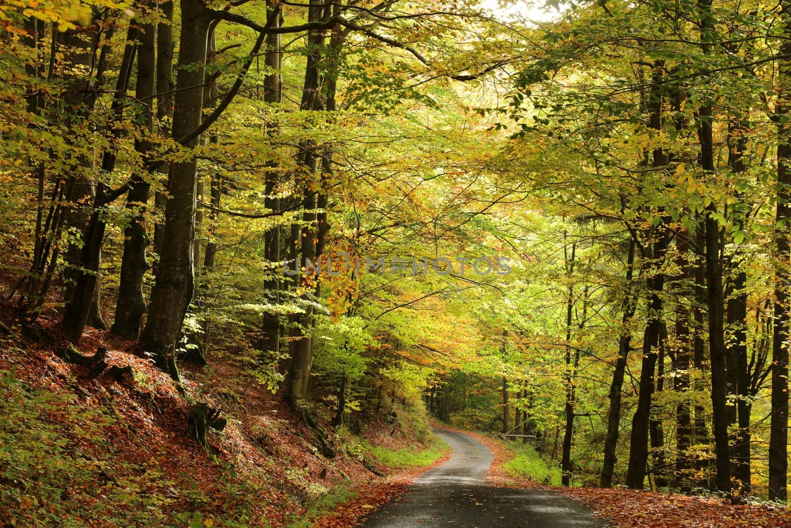 A forest path through the autumn beech forest at the end of October.