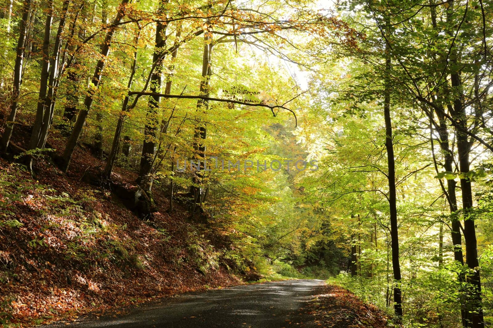 A forest path through the autumn beech forest at the end of October.