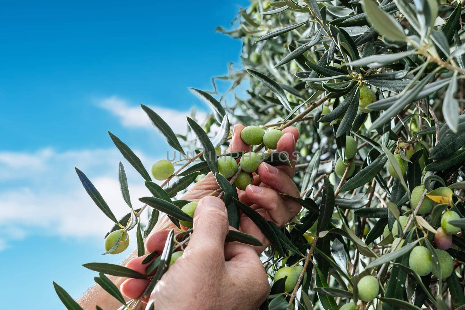 Close-up of the hands of a Caucasian olive grower as he collects olives from the branches of the tree. Traditional agriculture. Old jobs.