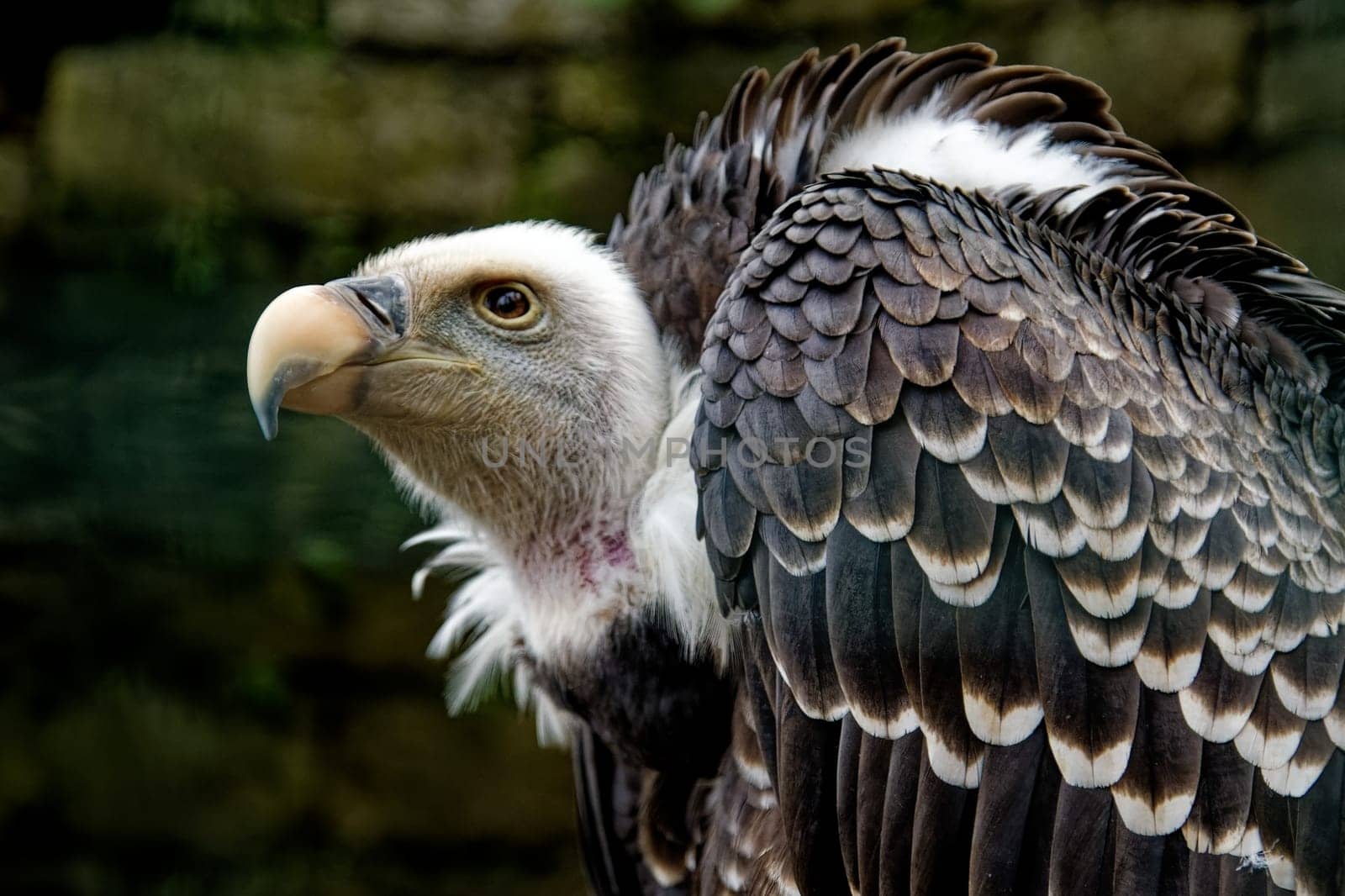 Gänsegeier