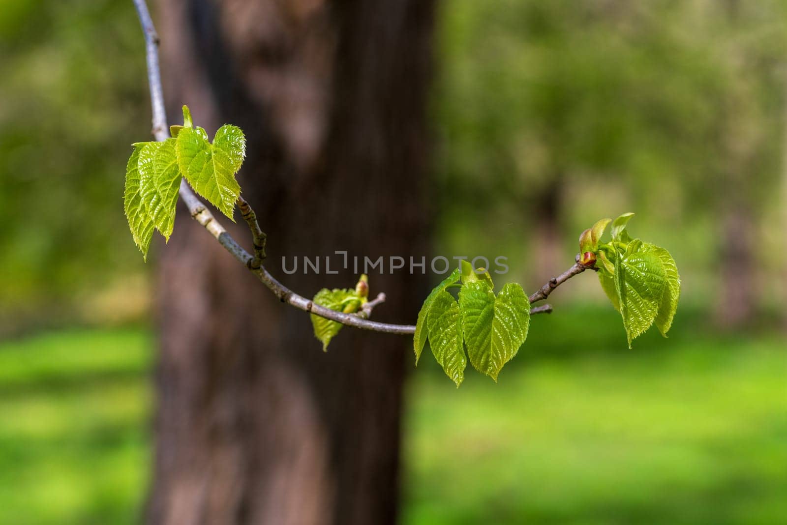 fresh green young spring leaves