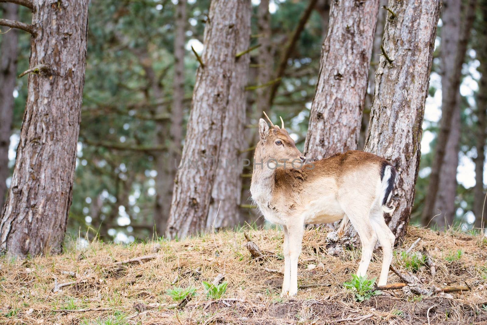 Red deer stag with antlers in spring, forest of Amsterdamse Waterleidingduinen in the Netherlands, wildlife in the woodland