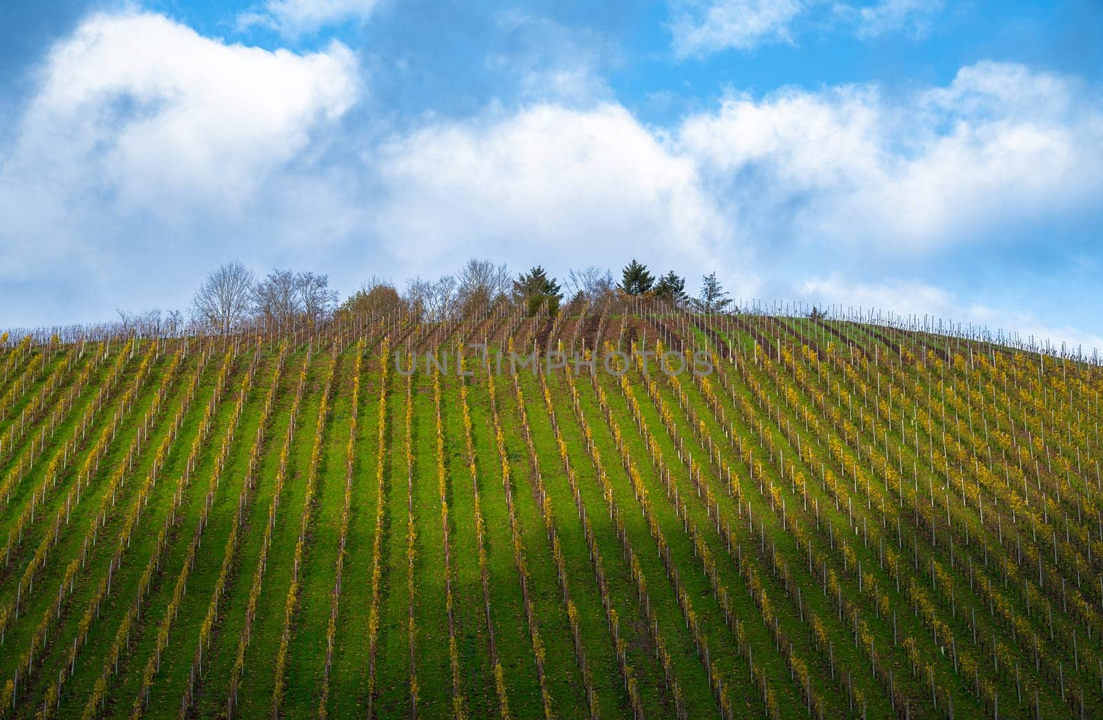 Vineyard in autumn, colorful foliage, Trier and the Moselle Valley in Germany, landscape and agriculture in rhineland palatine