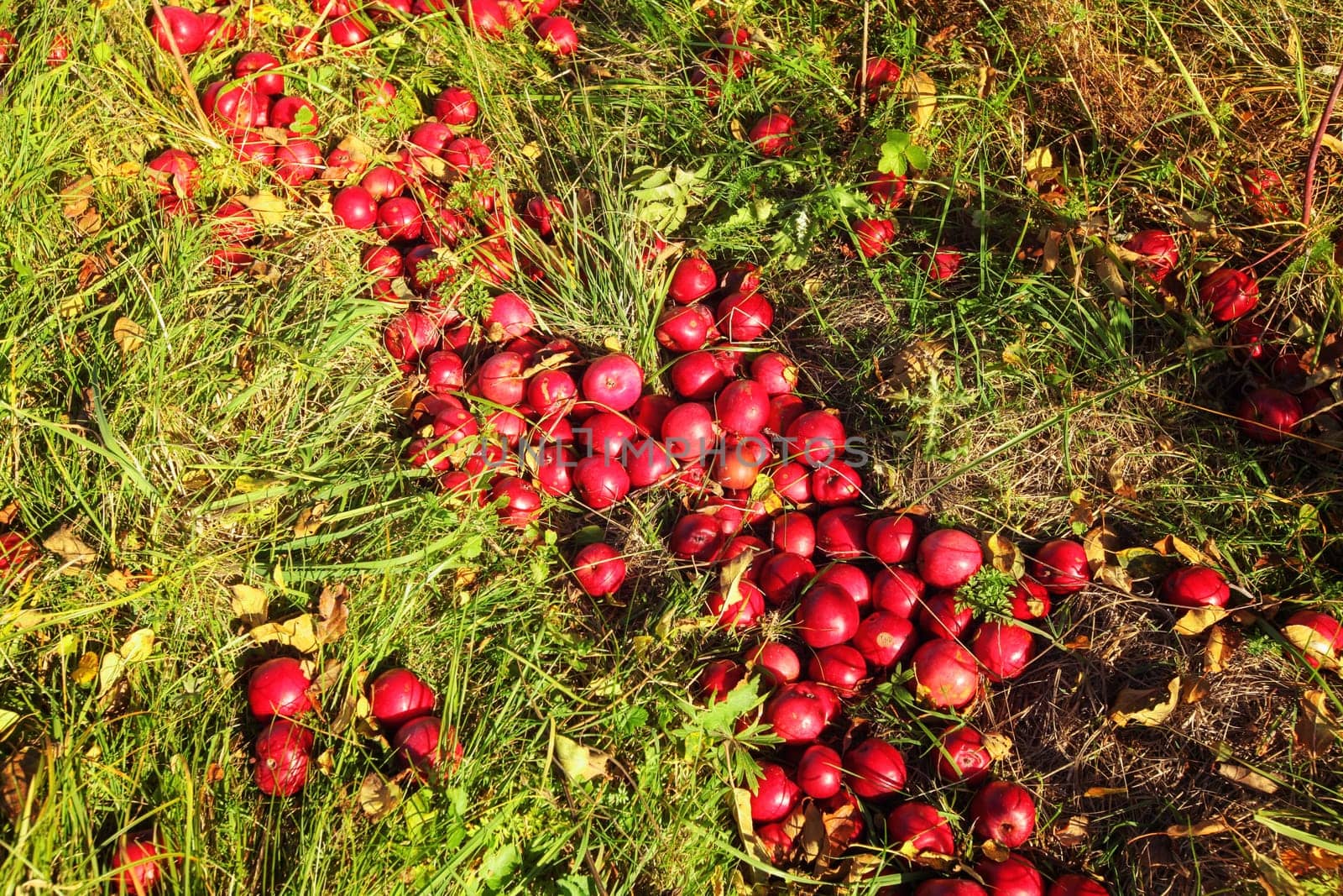 Autumn sun shines on lot of bright red apples fallen from wild tree to the grass ground
